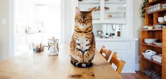 [Resim: 8aa411840d6c02816f2e4dcc12f856cd.jpg]