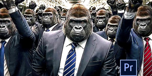 Suit Gorilla Transition 52165502 - Premiere Pro Templates