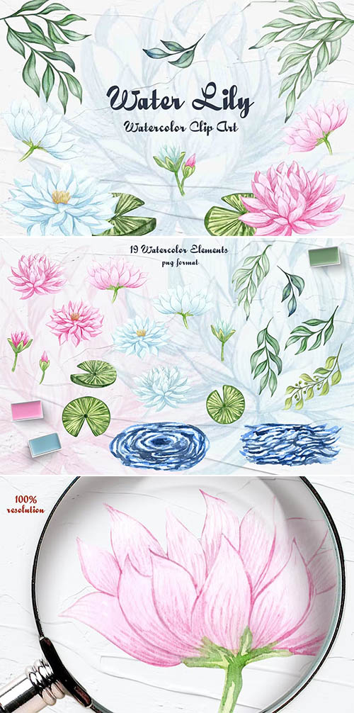 Water Lily Clipart PNG