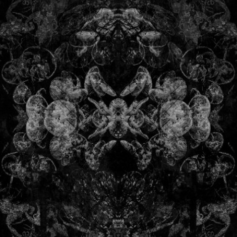 Mellonella - Galleria (2026) flac