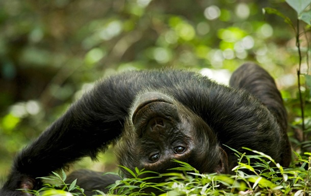 Ученые нашли новые доказательства "гипотезы пьяной обезьяны"