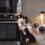 https://i127.fastpic.org/big/2026/0228/dd/f3cdd1ffcc8515b8580352fb42393edd.gif