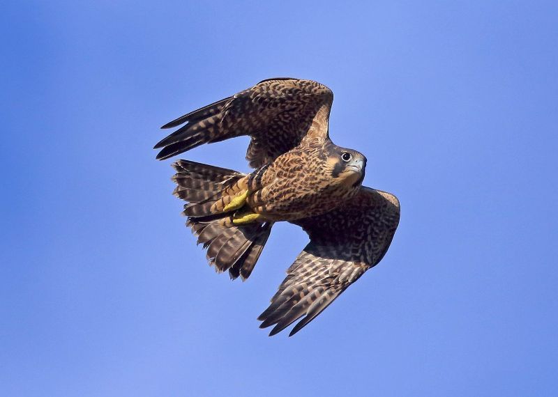 Описание картинки