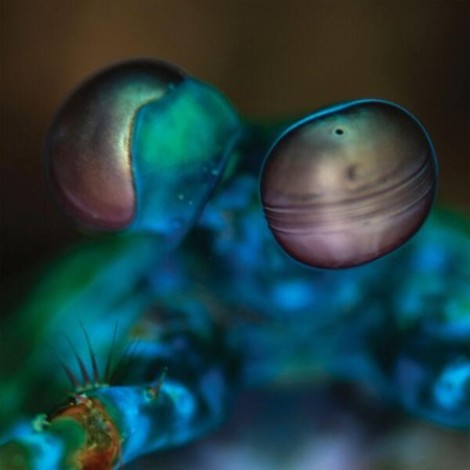 Melvin Gibbs - Amasia: Anamibia Sessions 2 (2025) flac