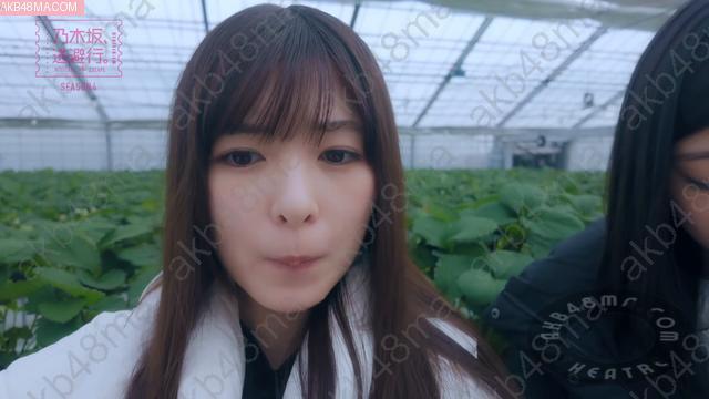 Webstream | 260313 Nogizaka, Touhikou Season 4 10 (Ogawa Aya, Kawabata Hina)