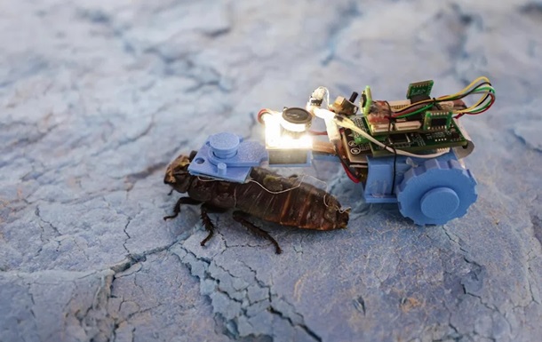 Сингапурские учёные создали киборгов-тараканов