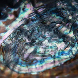 Future Palace - Supernova [Single] (2026)