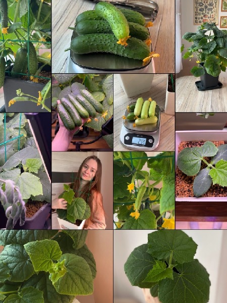 Елена Носова, Кристина Сидельникова - 5 гайдов