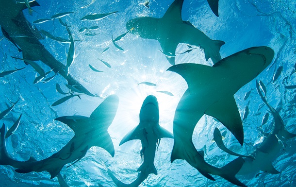 На Багамах в крови акул обнаружили кокаин и кофеин