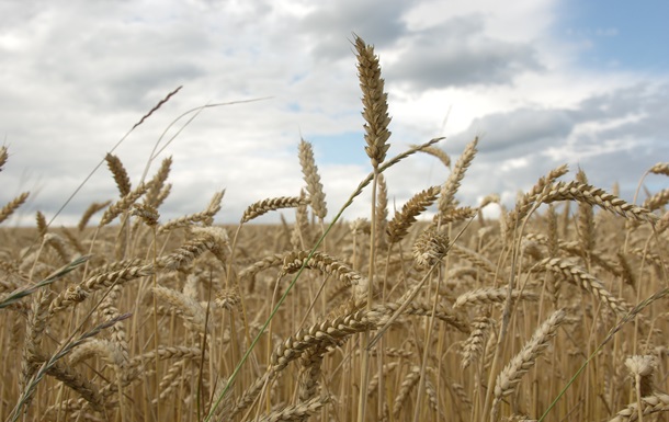 Украина использовала только половину экспортного потенциала пшеницы