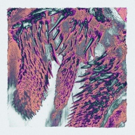 Throwing Snow - Canines (2026) flac