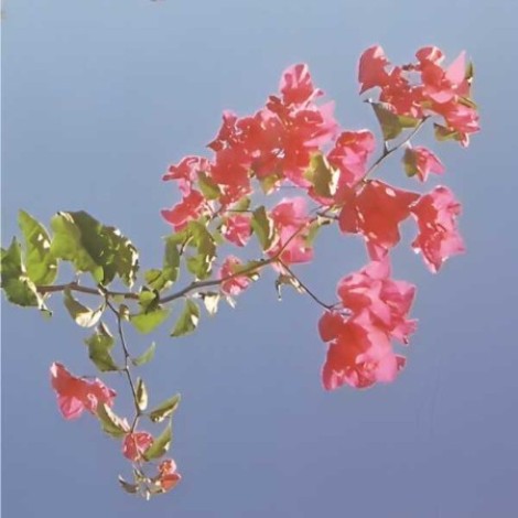 Hilary Geddes, Alex Inman-Hislop, Matthew Harris, Max Alduca - Redleaf (2026) mp3