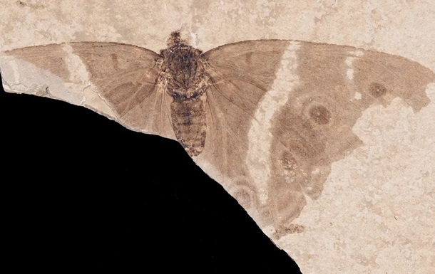 В Франции нашли окаменелость с самой древней бабочкой-императором