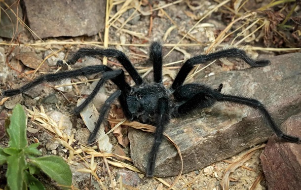 Учёные открыли новый вид тарантулов