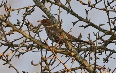 В Чернобыльском заповеднике зафиксировали редкую птицу