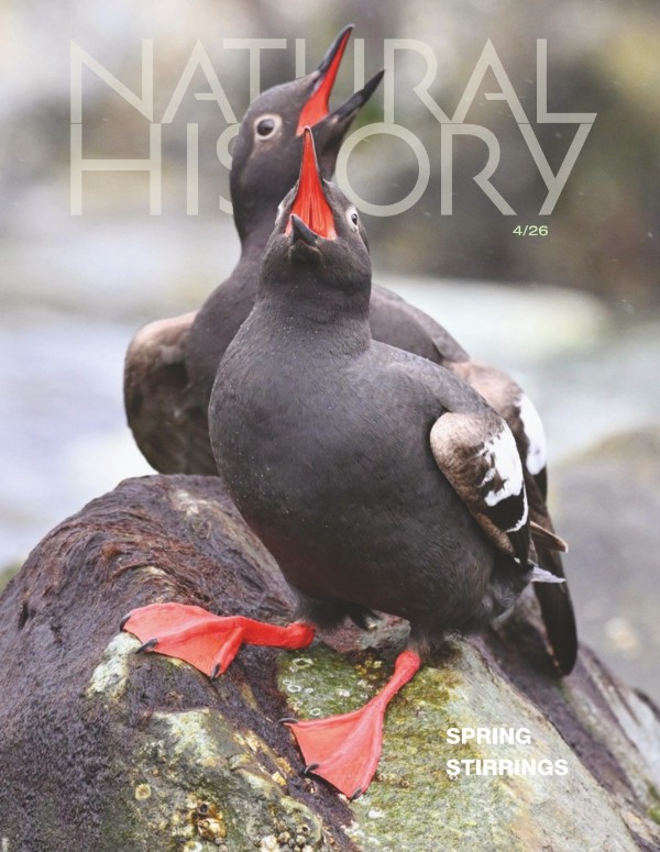 Natural History - April 2026