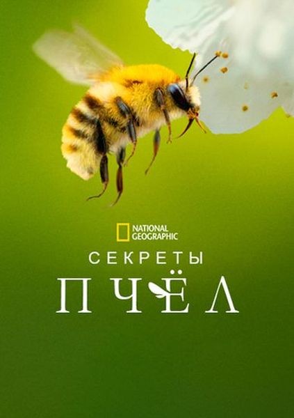 ������� ���� / Secrets of the Bees (2026/WEB-DL 1080p)