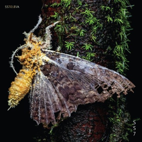 VA - SS7.018VA (2026) mp3