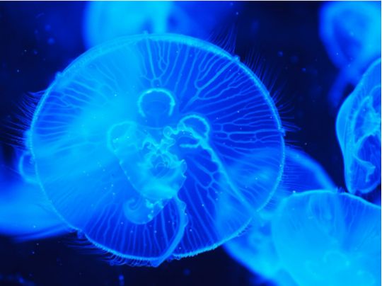 Росіяни проведуть експеримент в Азовському морі: екологи б'ють на сполох