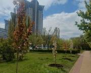 В рамках акции «1 миллион деревьев жизни» в столице высадили 633 дерева и кустарника