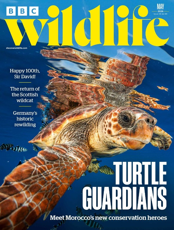 BBC Wildlife Magazine - Vol. 44 Issue 06, May 2026