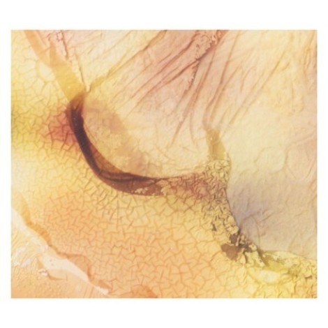 Fields We Found - thoughts persist (2026) flac