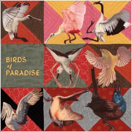 Thomas Dollbaum - Birds of Paradise (2026)