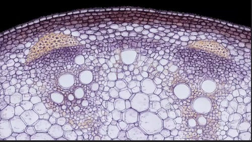 [Image: 85262a00664e89e7d95c8860accad228.jpg]