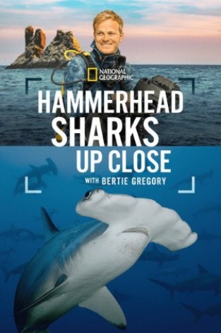 9517eb624413596b9bac4e71d00ae0c5 - Hammerhead Sharks Up Close with Bertie Gregory (2026) 1080p WEB h264-GRACE