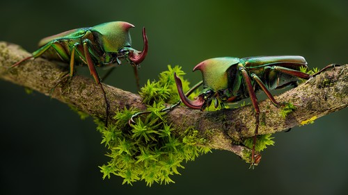 Mixturka - Wallpapers Collection 325