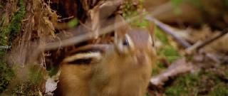 Дикие девушки  (2025)