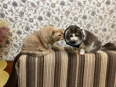 ��� �������� - ����������� ������ ! ( ���. ����� 2.)