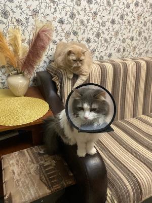 ��� �������� - ����������� ������ ! ( ���. ����� 2.)