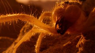 ��������� / The Dinosaurs (1 �����/2026/WEB-DL)