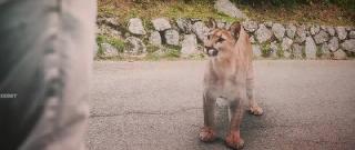 Дети леса 2 (2026)