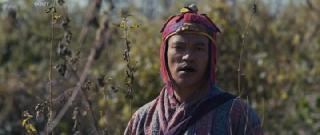 Свинья на перекрестке (2025)