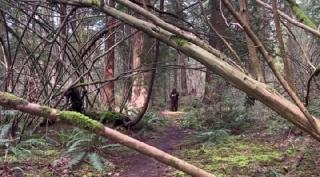 Я верю в Бигфута: Брачный сезон (2025)