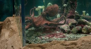 ���������� ����� �������� / Remarkably Bright Creatures (2026/WEB-DL/WEB-DLRip)