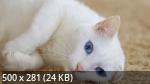 1,5 Gb Mix Wallpapers Collection 53