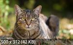 Mixturka - Wallpapers Collection 306