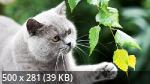 Mixturka - Wallpapers Collection 307