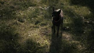 ���� ���������� / Sick Puppy (2025/WEB-DL/WEB-DLRip)