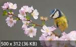 Best Wallpapers Mix Collection 91